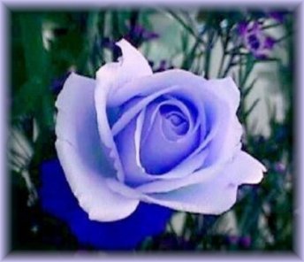 bluerose.jpg